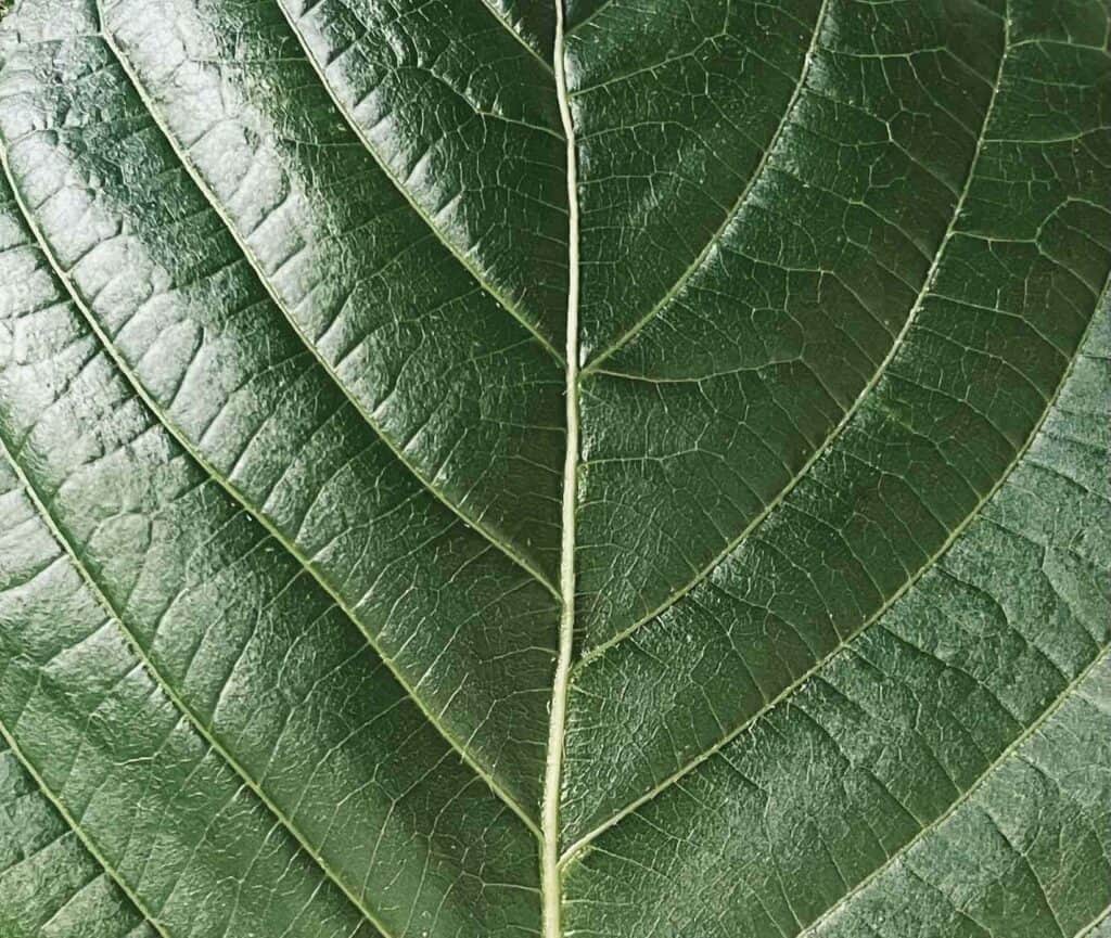 Kratom leaves are often powdered - when you eat kratom powder, you may experience unwanted effects from all of the extra leaf material. Alternatively, you can chew on kratom leaves or brew kratom tea to avoid unnecessarily ingesting plant matter.