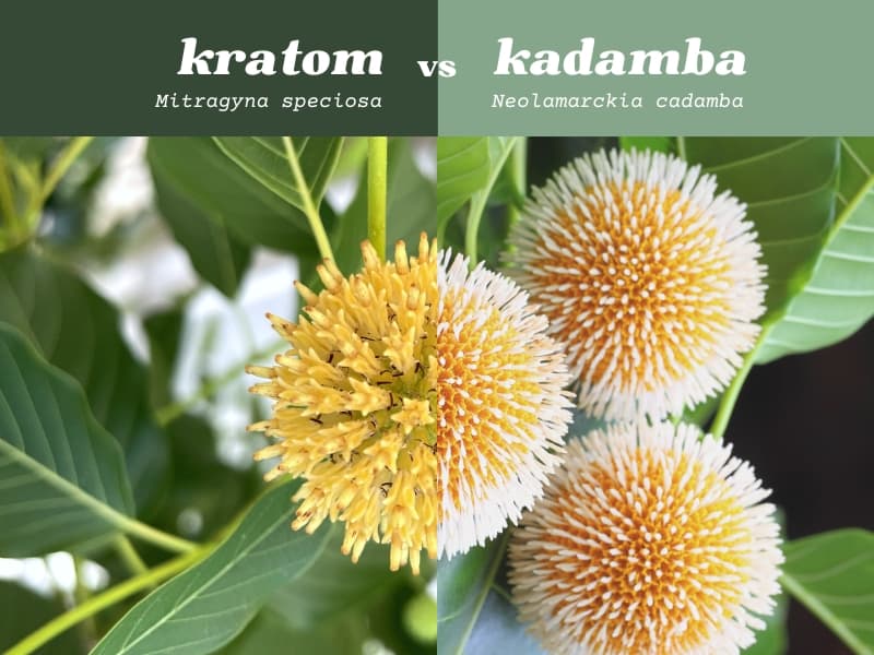 Kratom flower vs kadamba flower, Mitragyna speciosa and Neolamarckia cadamba botany